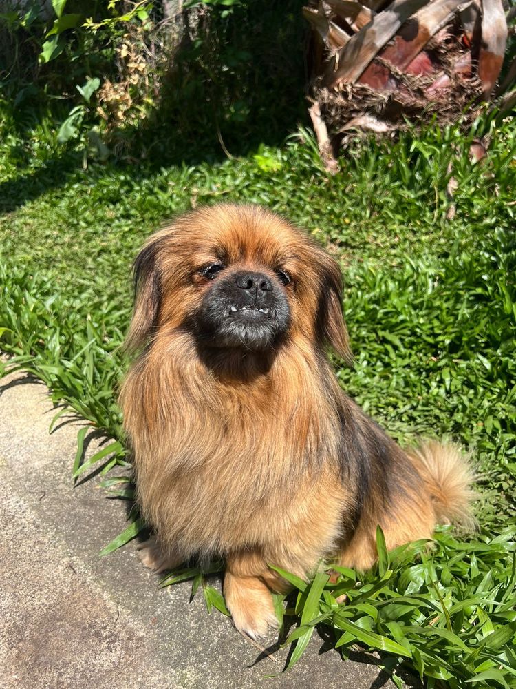Marley - Pequinois, 2 anos