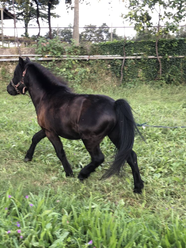 Ponei preto 3 anos