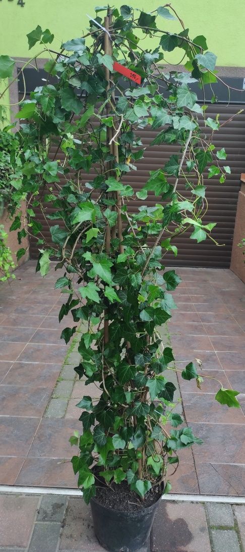 Duże bluszcze 200-250cm Hedera Helix