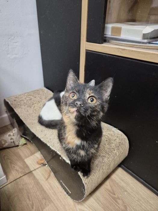 Kot, kotek, kociak, kotka Matcha

Nasza około 8 mi