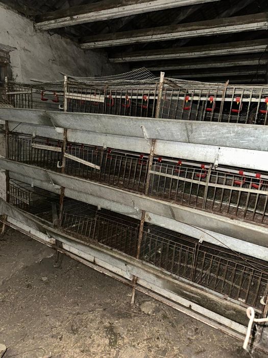 Клітки для курчат