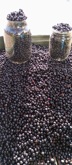 Продам черніку  і брусніку 2025