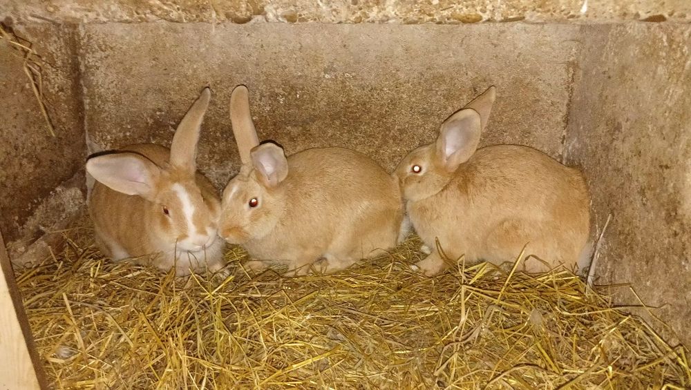 Sprzedam kroliki samce