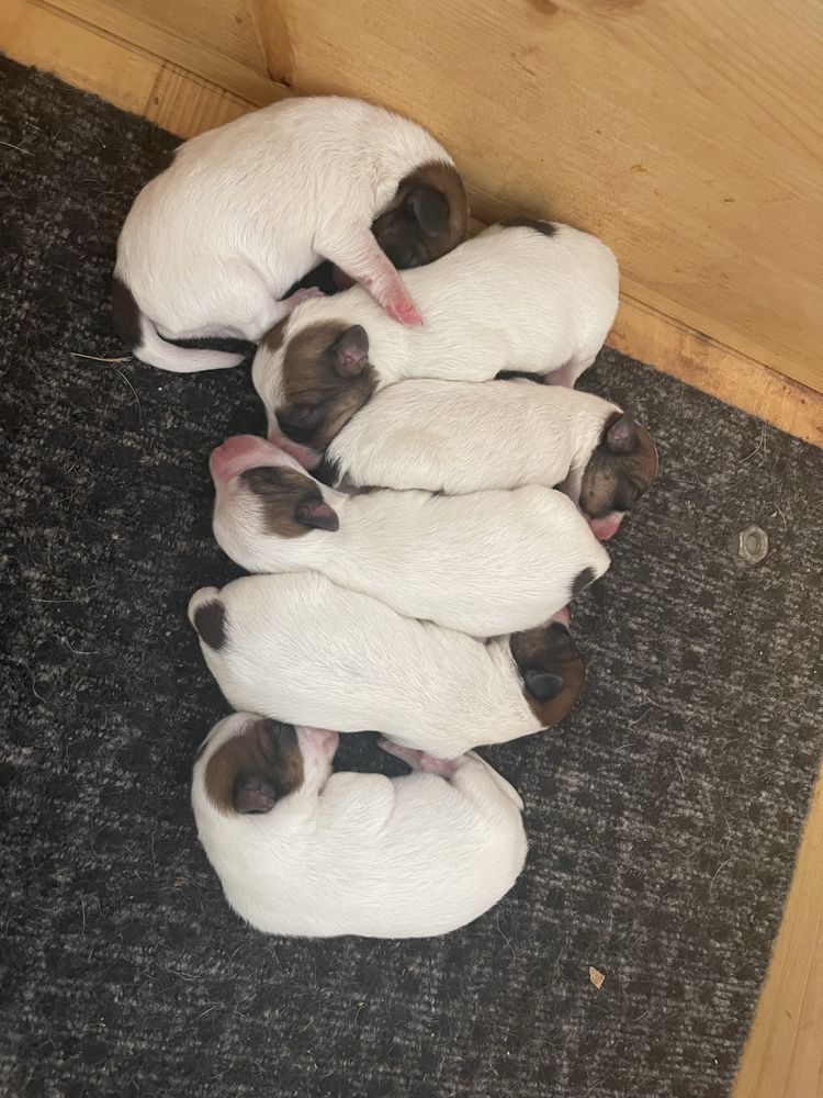 Monta Jack Russel Terrier - Cerdoso