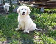 Golden Retriever Piesek