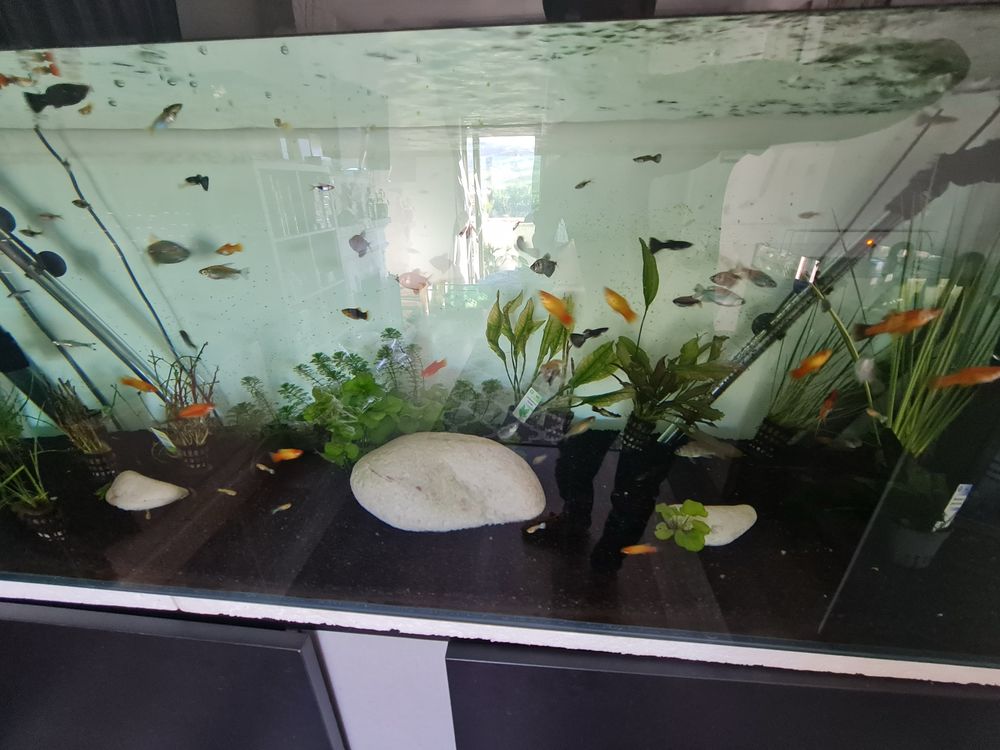 Aquario 150x50x50
