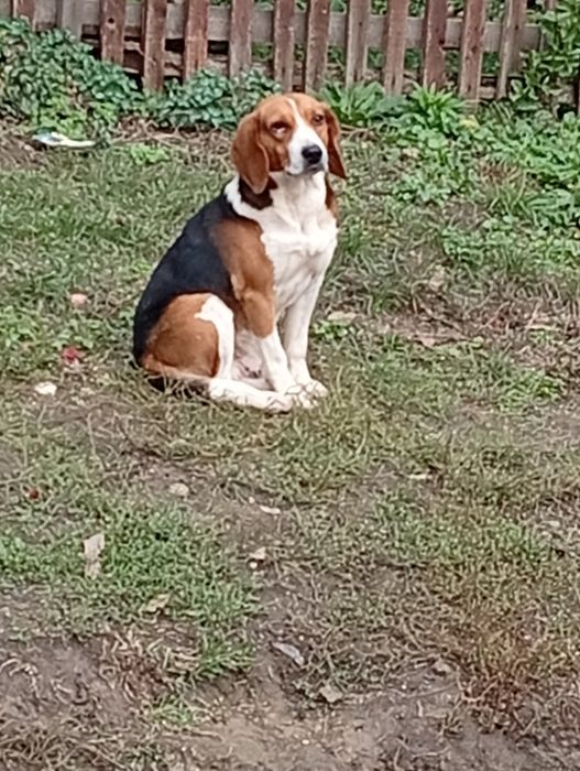 Віддам в добрі руки песика породи Бігель 2 роки