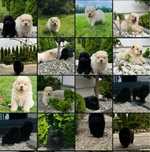 Chow chow suczka do rezerwacji