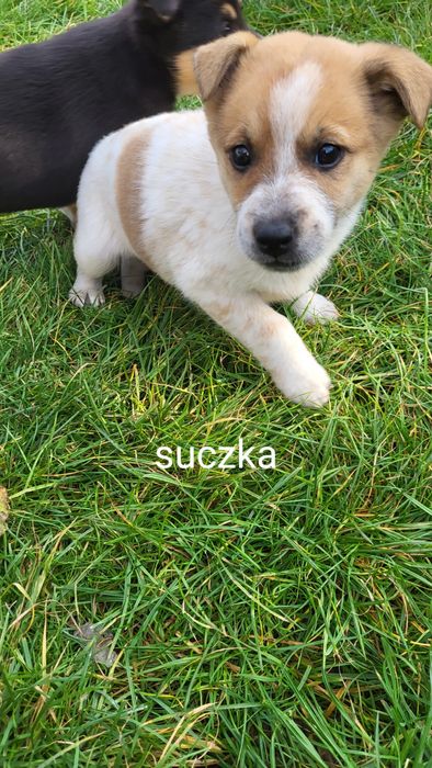 Oddam pieski za darmo