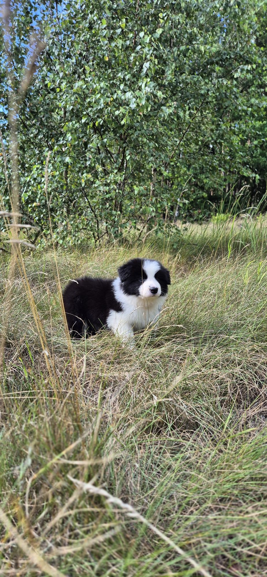 Border collie piesek