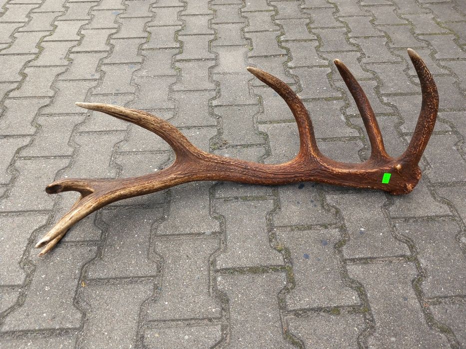 Poroże, Zrzuty, Byk, Wieniec, Czternastak, Rogi 4,03 kg