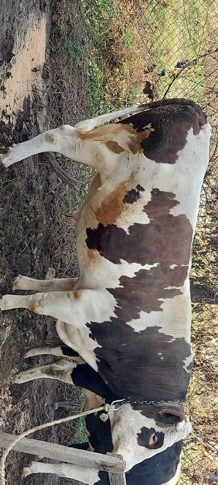 Бичок мурчик продам у добрі руки