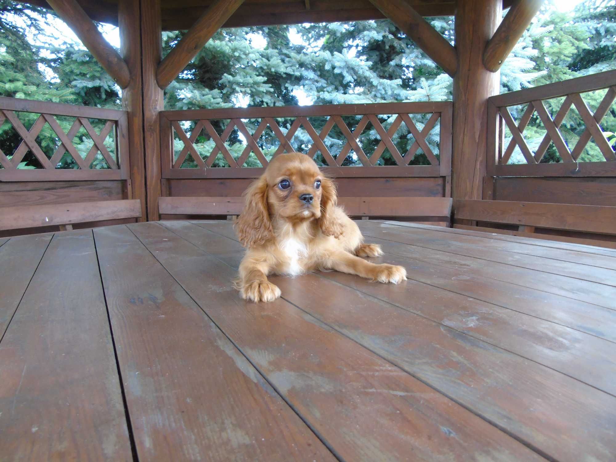 Cavalier King Charles Spaniel chłopiec
