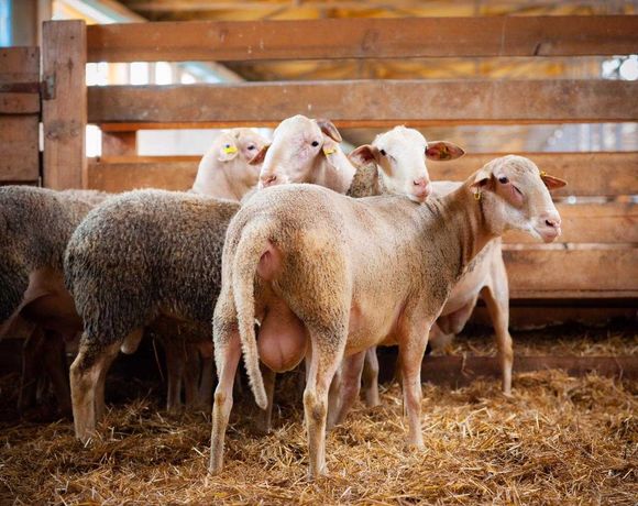 Продаются овцы французской породы ЛАКОН