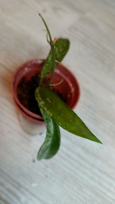 Hoya , Minibelle' splash rosnąca