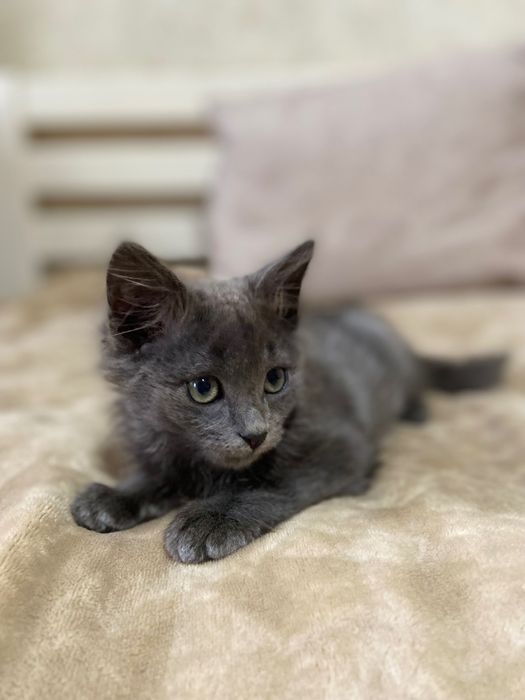 Кошенята врятовані зі смітника ТЕРМІНОВО шукають дім