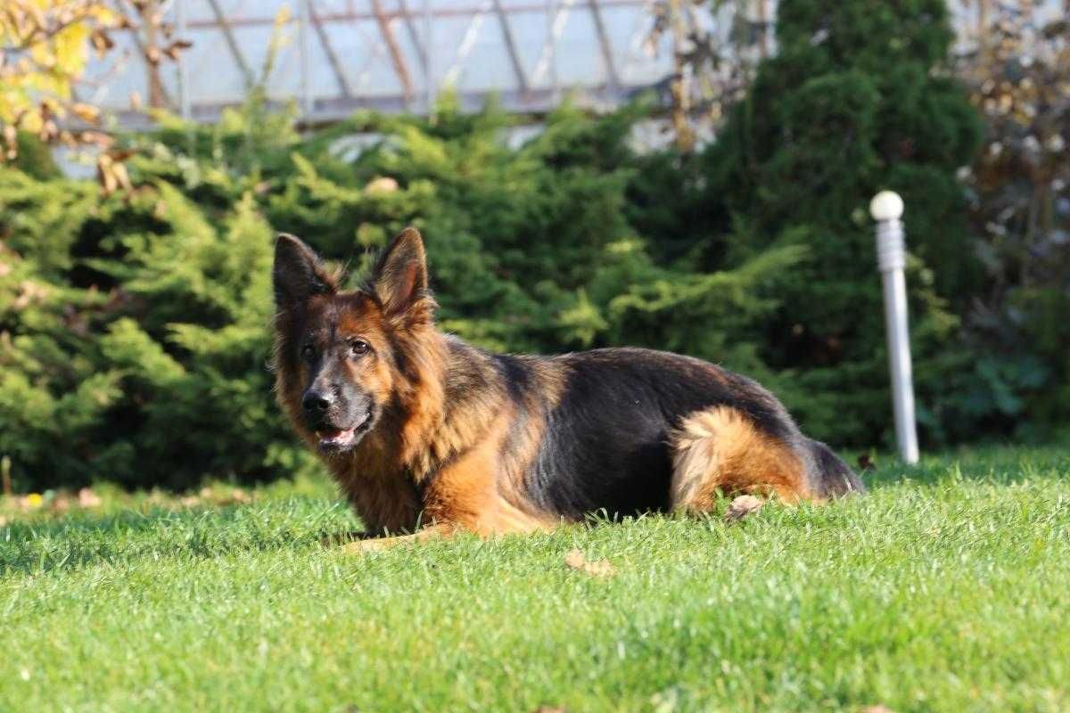 Owczarek krótkowłosy  piesek szczeniak