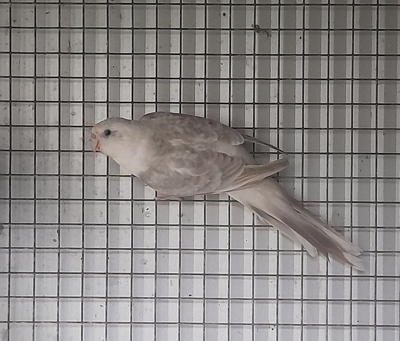 Red rumped linha azul