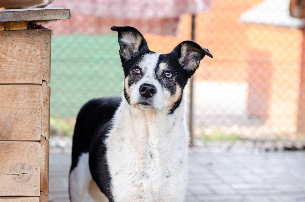 Łagodna, wesoła, grzeczna Pepsi całe życie w schronsiku