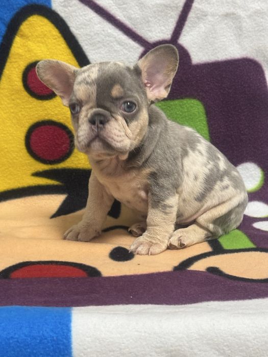Файні цуценятка французького бульдога! Доставка по Україні та за кордо