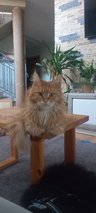 Wspaniała Maine Coon