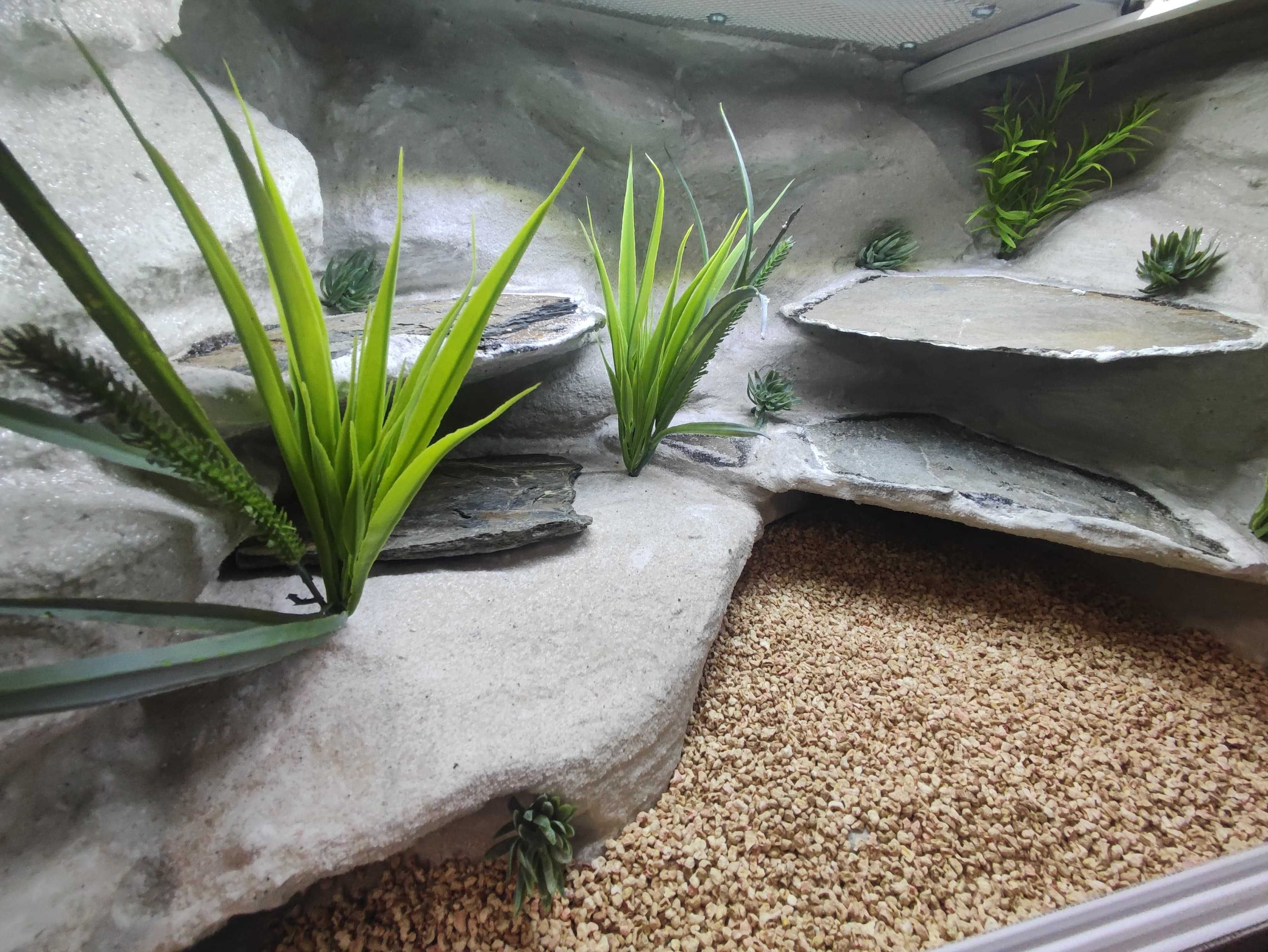 Terrarium pustynne nr711 60/40/40 dla gekona lamparciego DOSTĘPNE