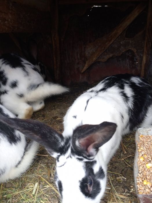 Продам кролі різного віку