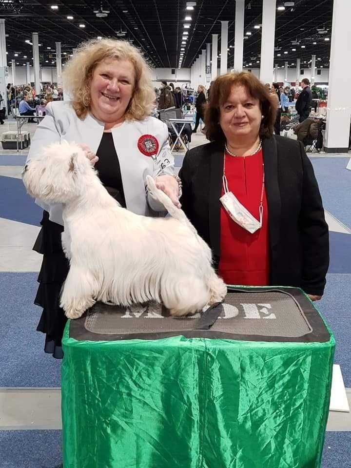 West Highland White Terrier - suczka ZKWP / FCI