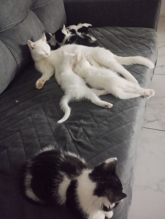 Кошенята в добрі руки