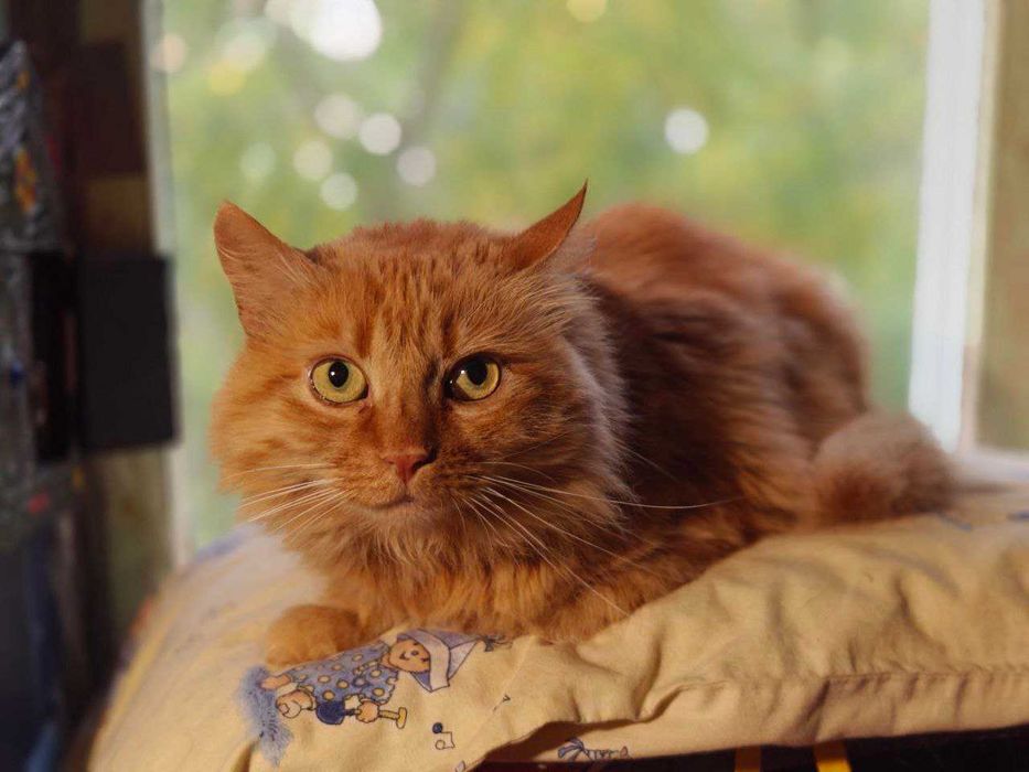 Кішка шукає дім 1 рік