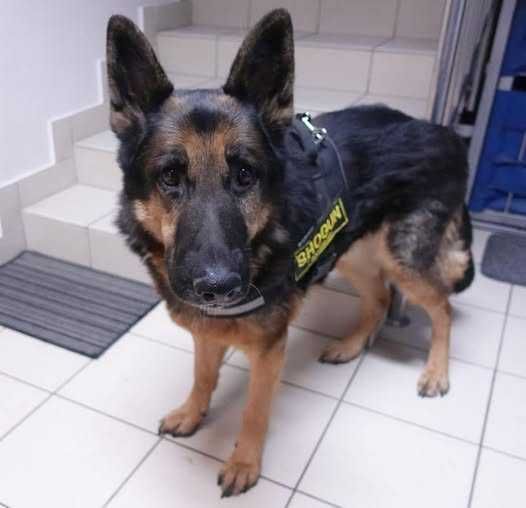 Znaleziono pieska GDAŃSK