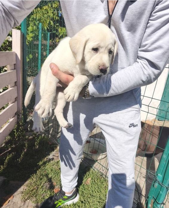 Офіційний розплідник Лабрадор Ретрівер 
Щеня Шоколадний Лабрадор Ретри