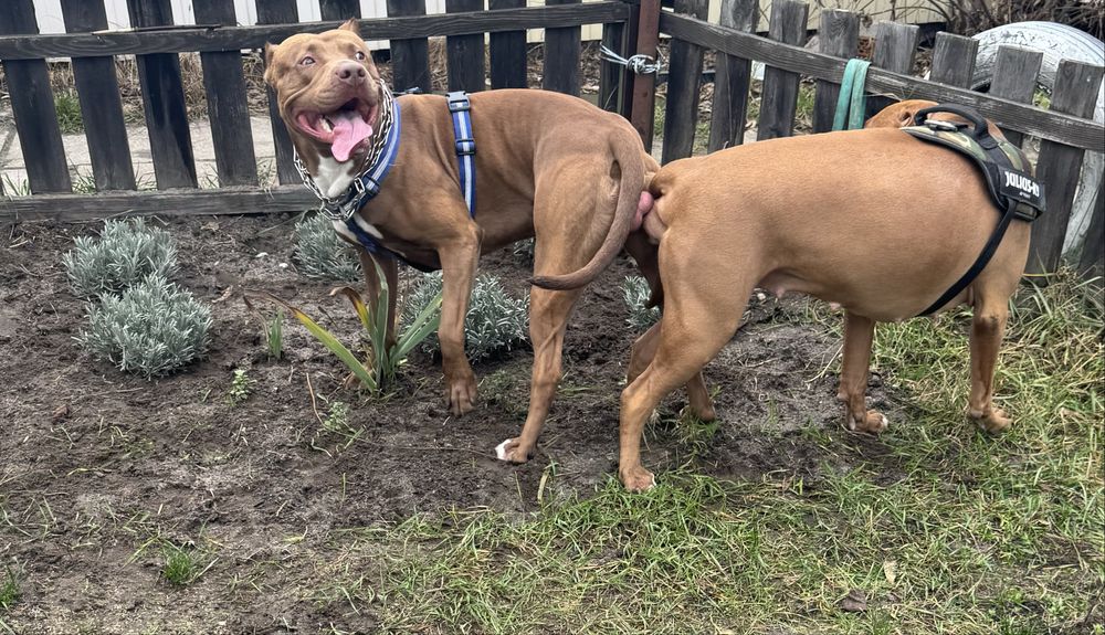 Американський пітбультерʼєр ВЯЗКА (пітбуль XL red nose)