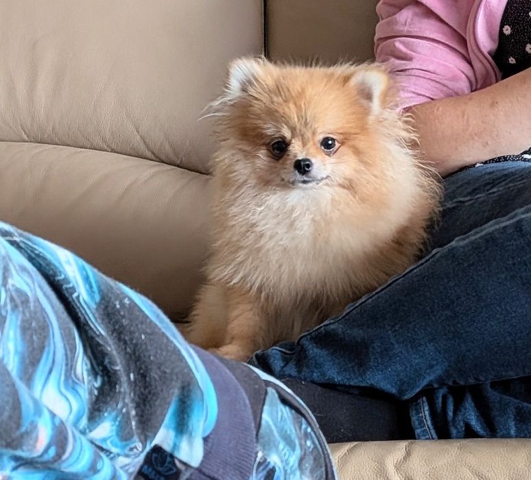 Pomeranian dziewczynka FCI