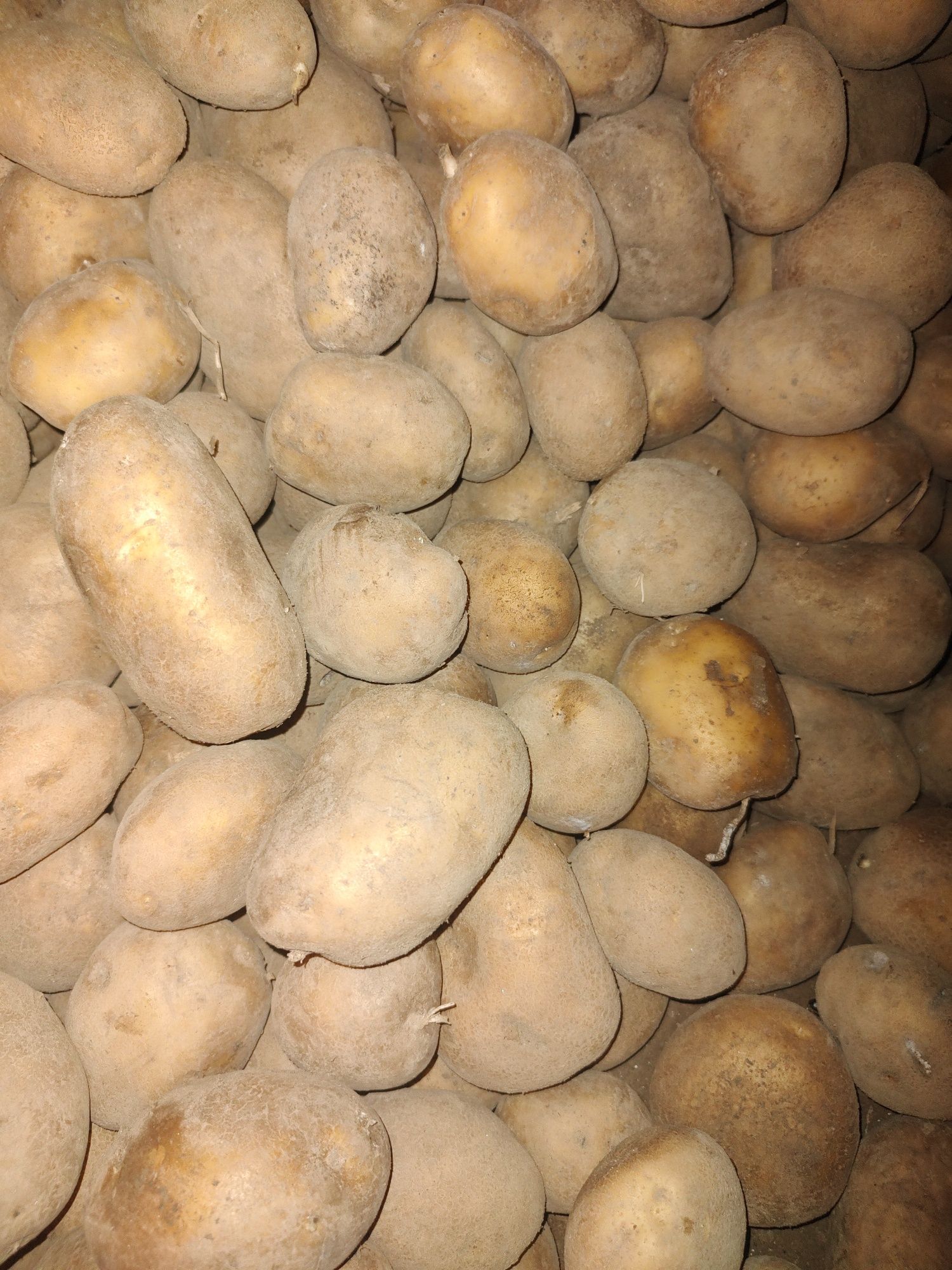 Smaczne ziemniaki RED LADY / IGNACY