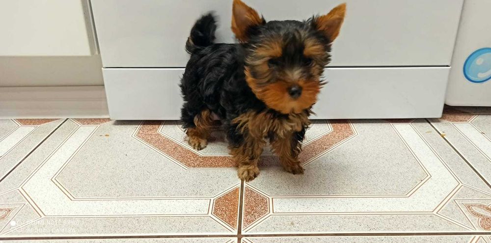 Śliczne mini cudo Yorkshire terrier piesek