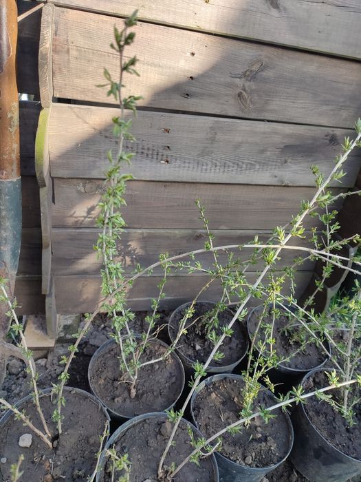 Sadzonki jagody goji