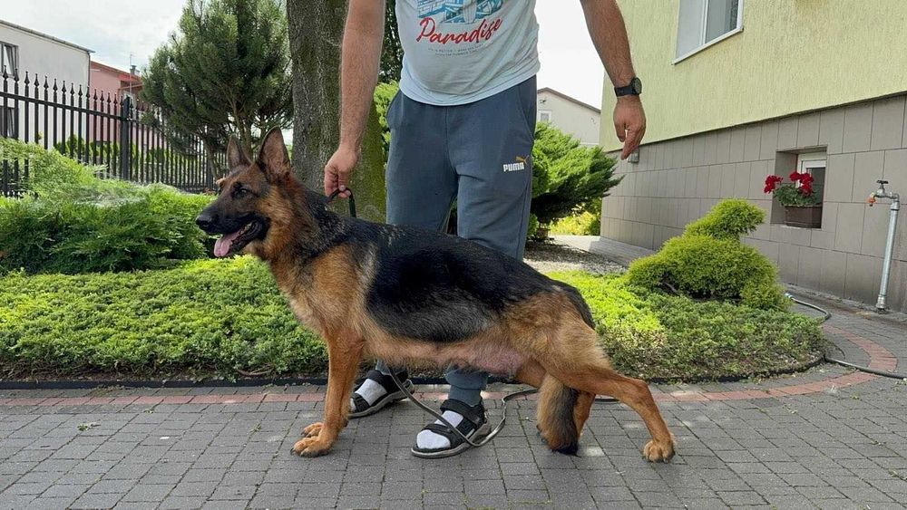 Owczarek niemiecki suka hodowlana