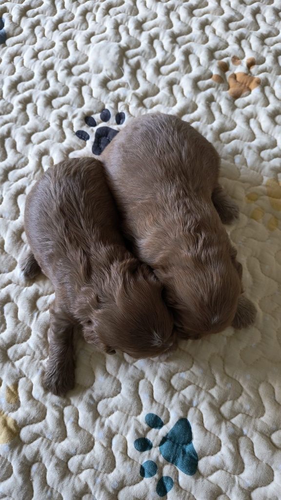 Suczka Cavapoo F1 (Badania) Cavalier&Pudel