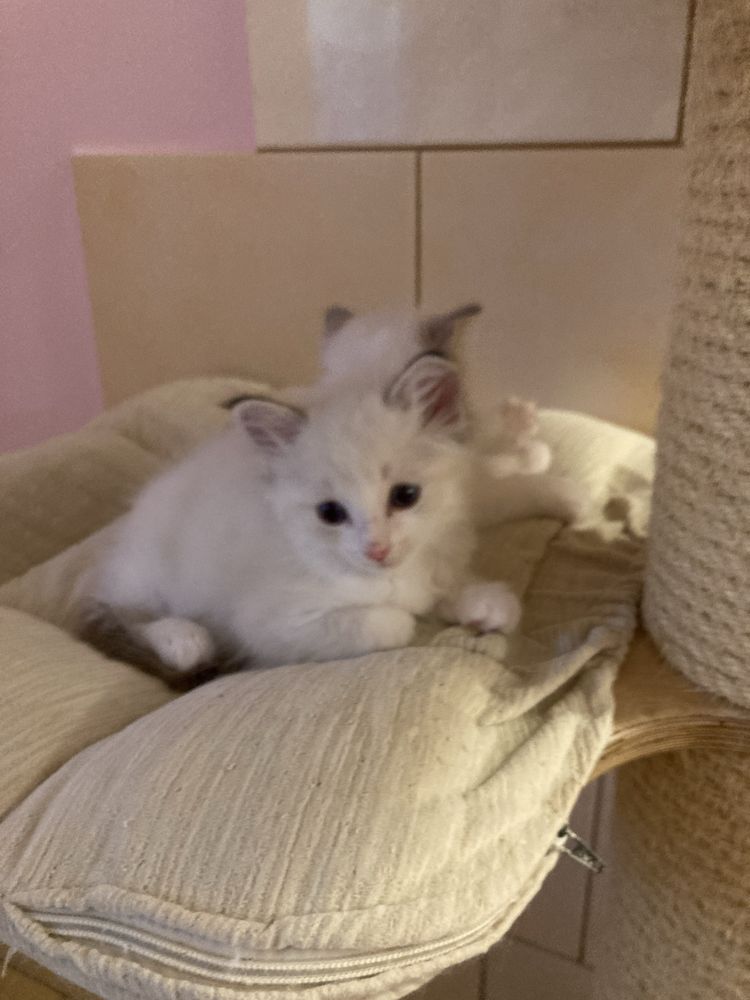 Kocurek bikolor czekoladowy z lynx