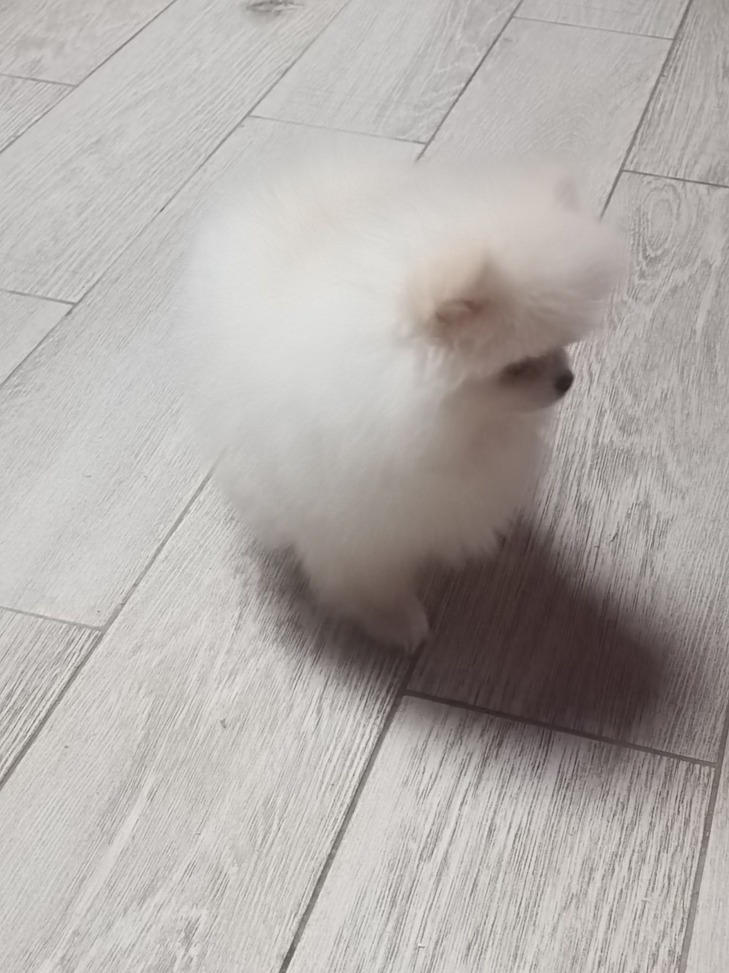 Pomeranian suczka po rodzicach FCI