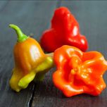 Перец Корона Епископа (Bishops Crown Pepper)