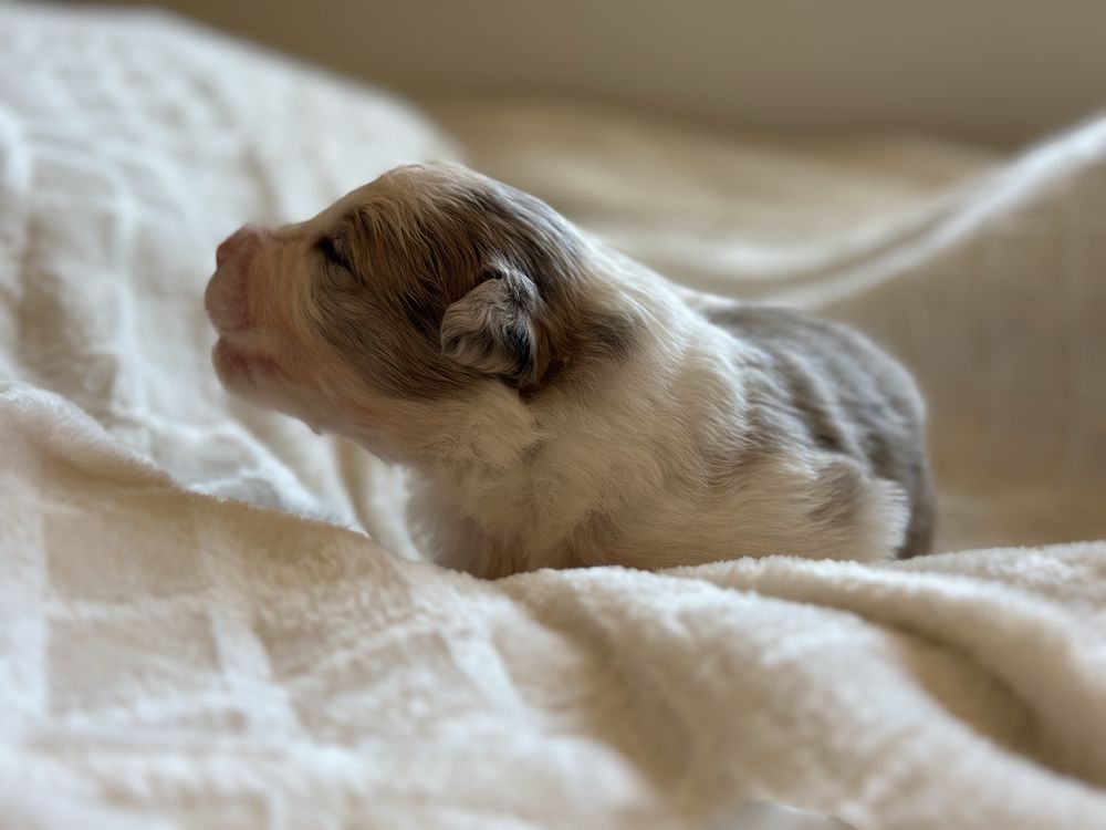 Border collie suczka blue merle po Championie Polski ZKwP FCI