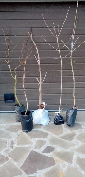 Ива Матсуда  (Матсудана), Клёны Фламинго , Роял Ред.