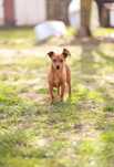5kg rudego szczęścia do adopcji