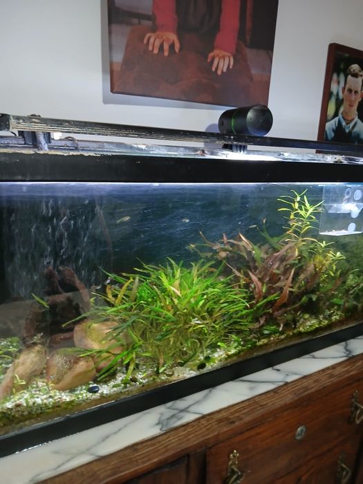 Aquario completo