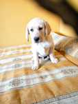 Sprzedam Labradorka