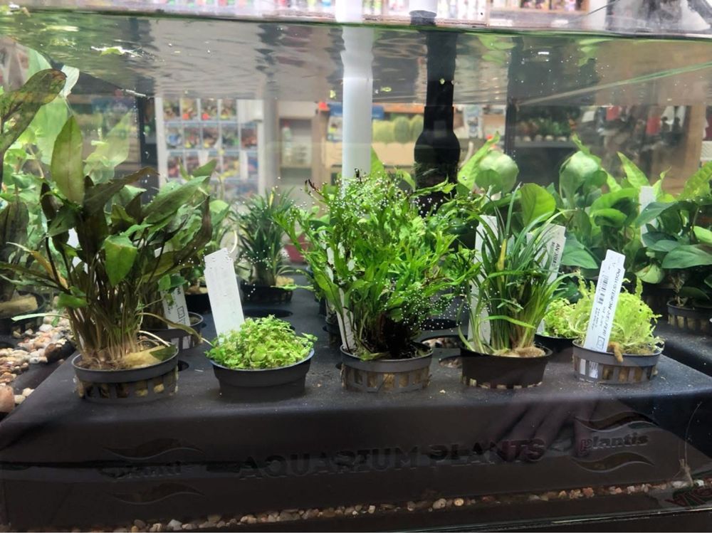 Roślina do akwarium mix anubias moczarka cabomba żabienica microsorium