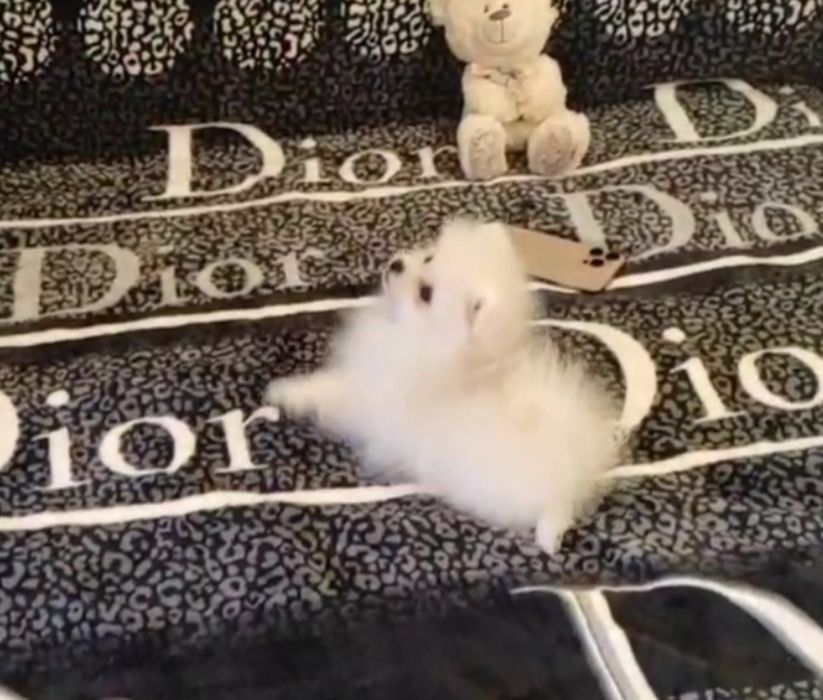 Померанский шпиц . Тайские корейские крови,мини. Мальчики крем,белый