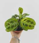 Maranta Variegata